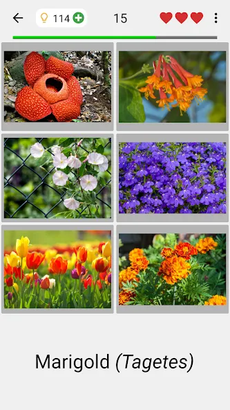 Скачать взломанную Flowers Quiz — Identify Plants  [МОД Mega Pack] — стабильная версия apk на Андроид screen 2