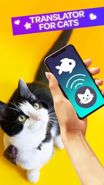 Взлом Cat Translator Pet Talk Meow  [МОД Menu] — последняя версия apk на Андроид screen 1